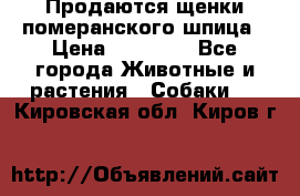 Продаются щенки померанского шпица › Цена ­ 45 000 - Все города Животные и растения » Собаки   . Кировская обл.,Киров г.